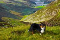 Pip in the lake district.jpg