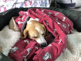 IMG_8690.jpeg