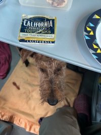 Tooth Pick.jpg Tooth Pick.jpg