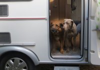 dogs in angela 1 - cirencester.jpg