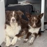 Rhudog