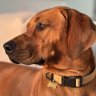 MeandmyRidgeback
