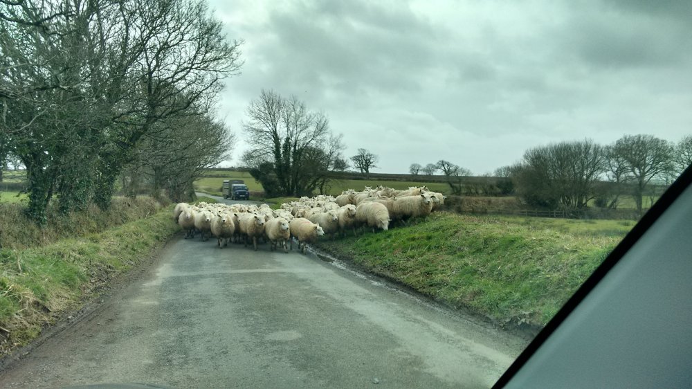 Cali stuck in traffic in Devon