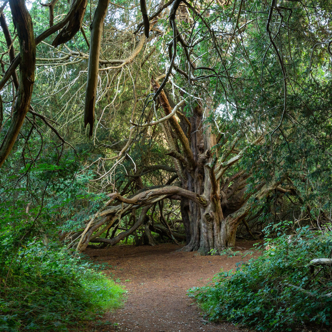 www.woodlandtrust.org.uk