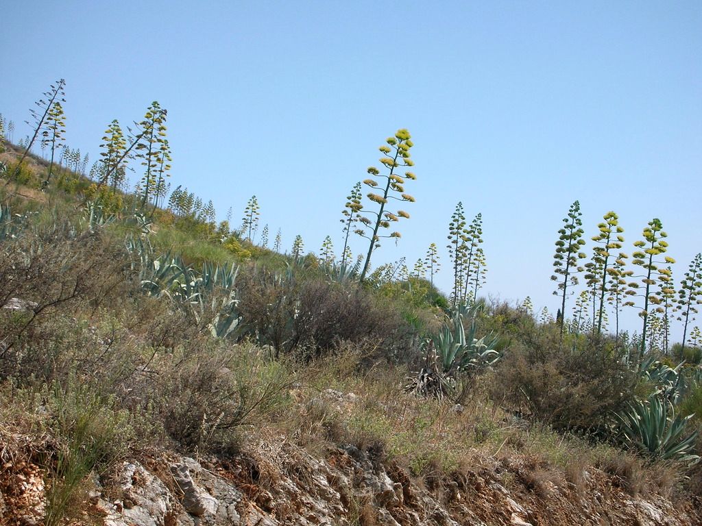 DSCN5878_zpsgxwj4kwv.jpg