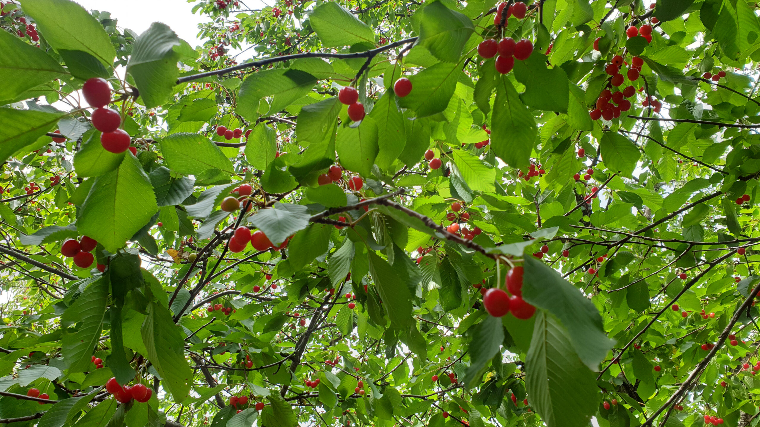 cherries-scaled.jpg