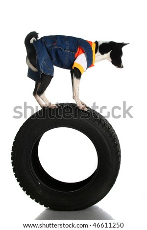 stock-photo-dog-balanced-on-the-tyre-casing-46611250.jpg